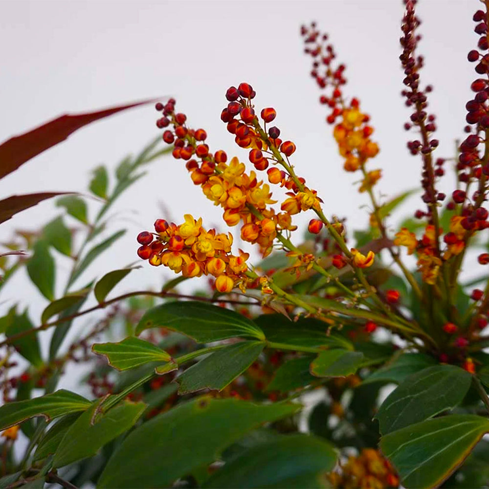 Groovy Glow™ Mahonia Shrub