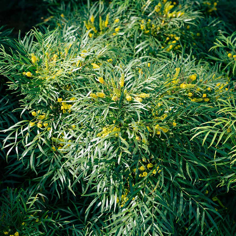 Soft Caress Mahonia Shrub