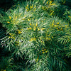 Soft Caress Mahonia Shrub