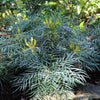 Soft Caress Mahonia Shrub