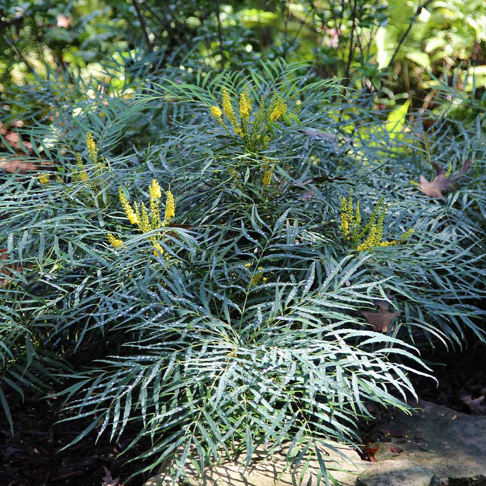 Soft Caress Mahonia Shrub