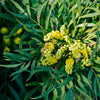 Soft Caress Mahonia Shrub