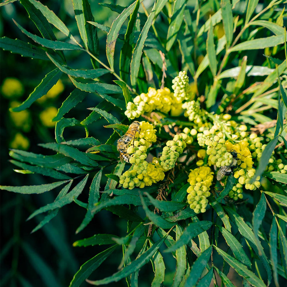 Soft Caress Mahonia Shrub