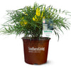 Soft Caress Mahonia Shrub