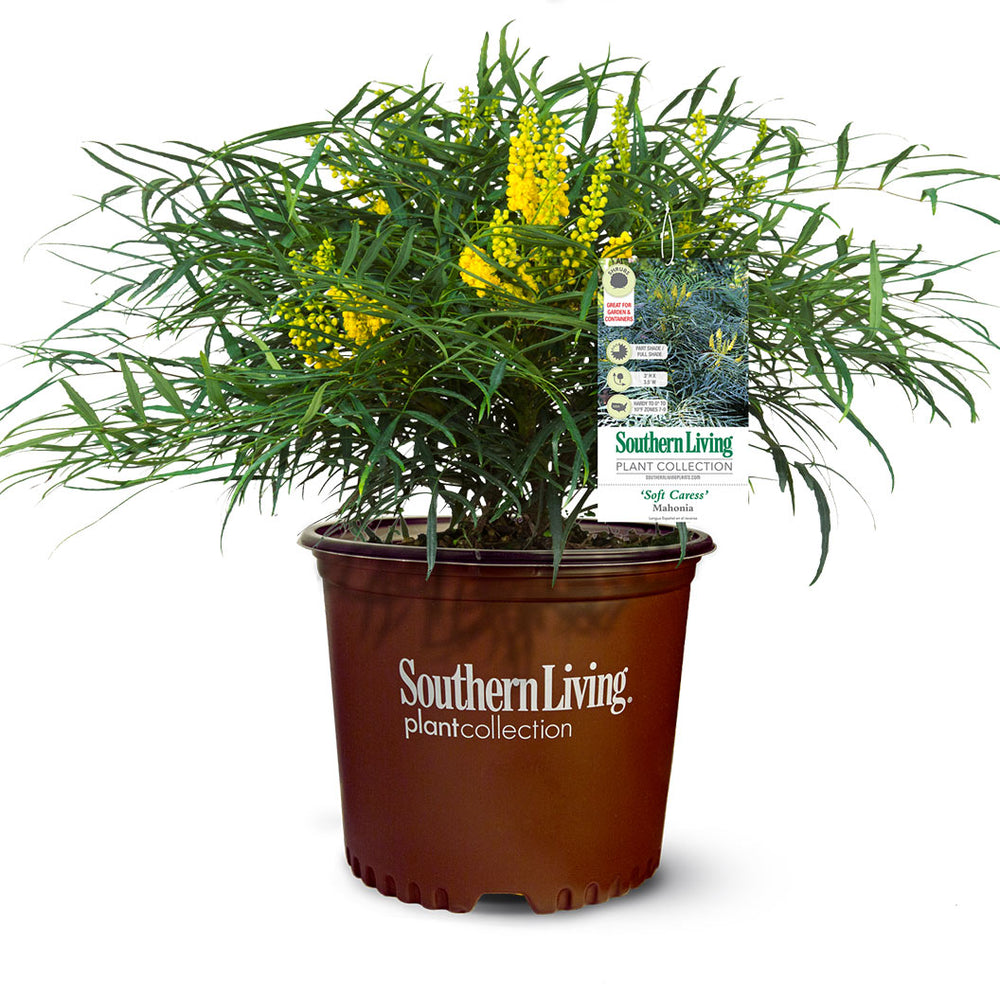Soft Caress Mahonia Shrub