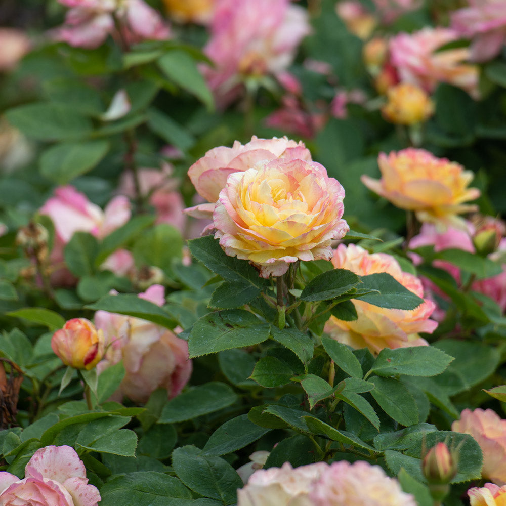 Marc Chagall™ Rose