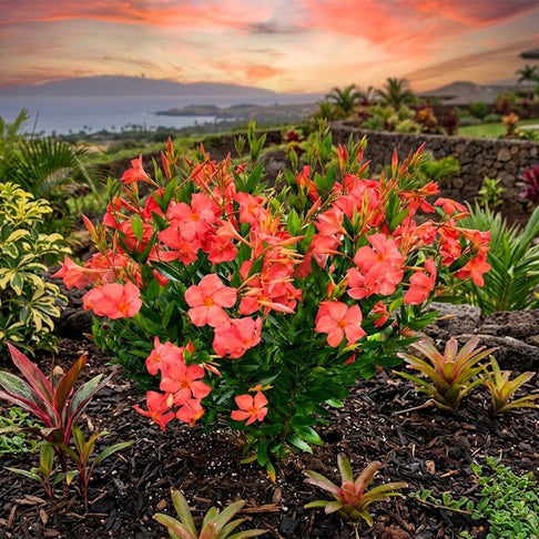 Sun Parasol Maui Sunset Mandevilla Shrub