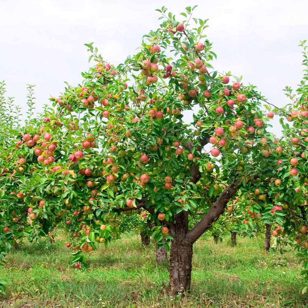 McIntosh Apple Tree