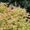 Proven Winners®  Metamorphosa® Japanese Maple Tree