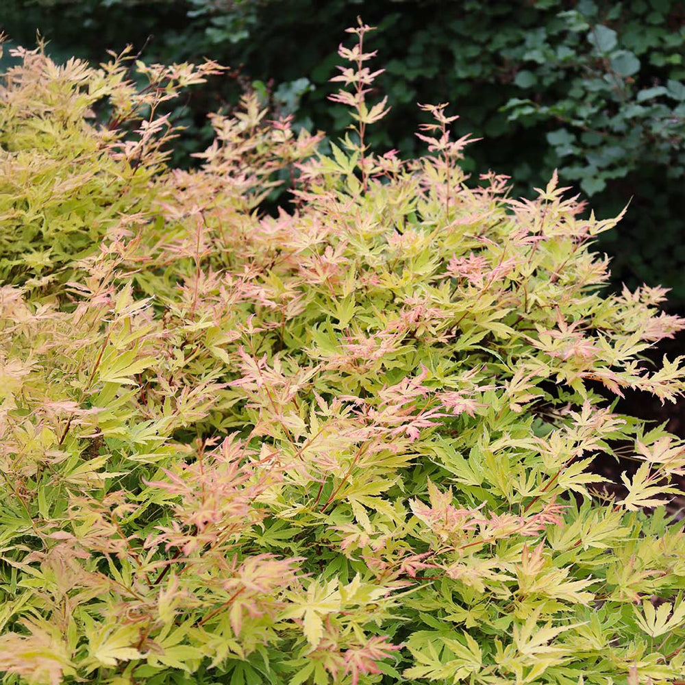 Proven Winners®  Metamorphosa® Japanese Maple Tree