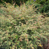 Proven Winners®  Metamorphosa® Japanese Maple Tree
