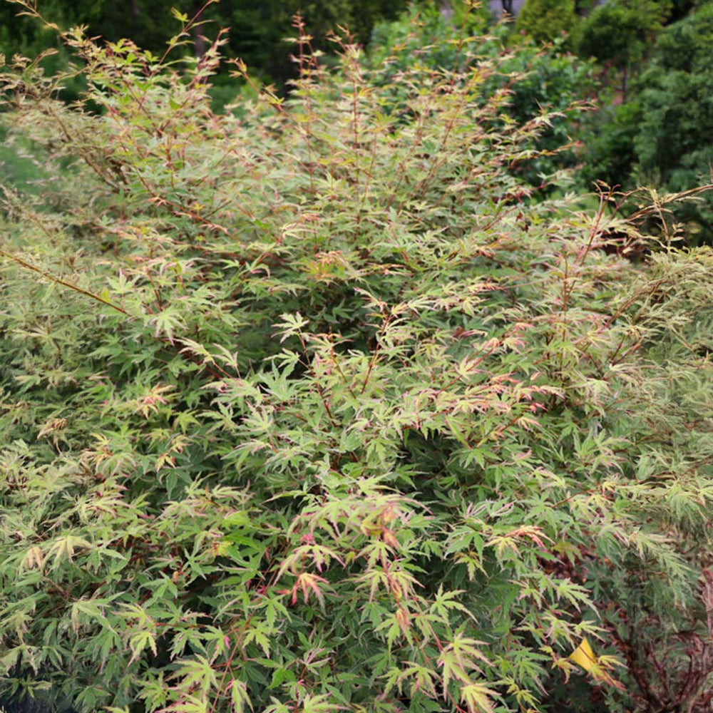 Proven Winners®  Metamorphosa® Japanese Maple Tree