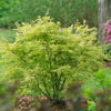 Proven Winners®  Metamorphosa® Japanese Maple Tree