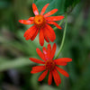 Mexican Flame Vine