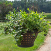 Bushel and Berry® Midnight Cascade Blueberry