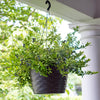 Bushel and Berry® Midnight Cascade Blueberry