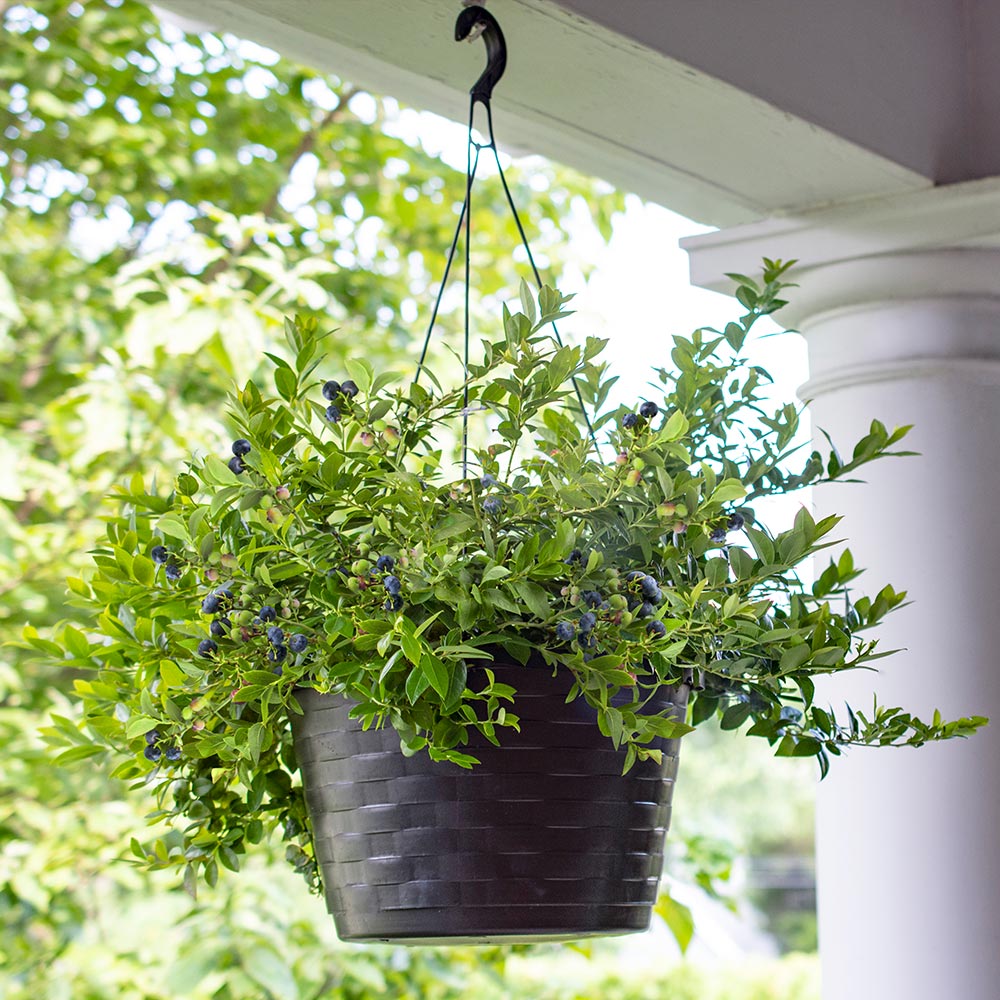 Bushel and Berry® Midnight Cascade Blueberry