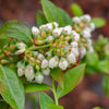 Bushel and Berry® Midnight Cascade Blueberry
