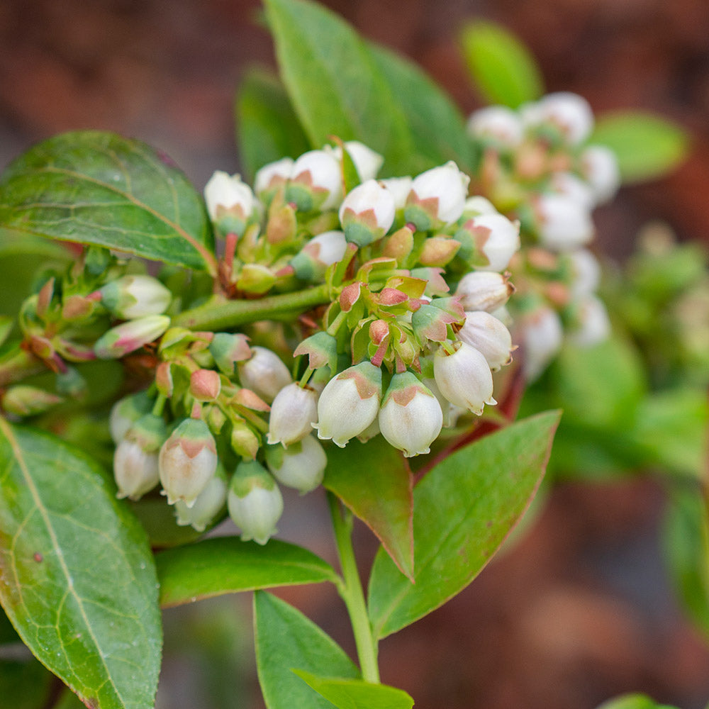Bushel and Berry® Midnight Cascade Blueberry