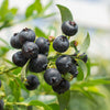 Bushel and Berry® Midnight Cascade Blueberry