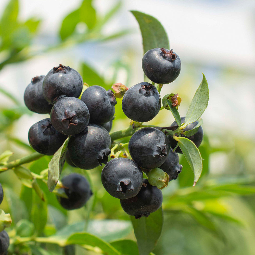 Bushel and Berry® Midnight Cascade Blueberry