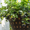 Bushel and Berry® Midnight Cascade Blueberry