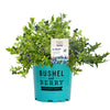 Bushel and Berry® Midnight Cascade Blueberry