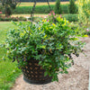 Bushel and Berry® Midnight Cascade Blueberry