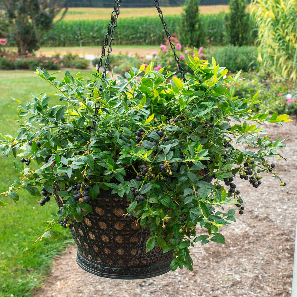 Bushel and Berry® Midnight Cascade Blueberry