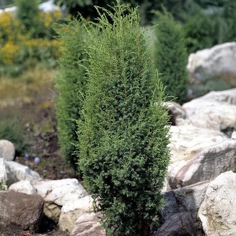 Miniature Juniper Plant