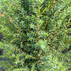 Miniature Juniper Plant