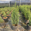 Miniature Juniper Plant