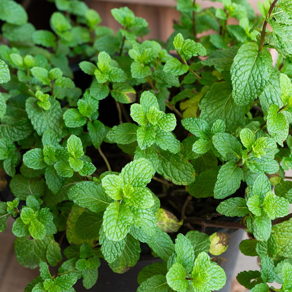 Mojito Mint Plant - USDA Organic