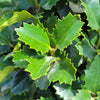Monarch Holly