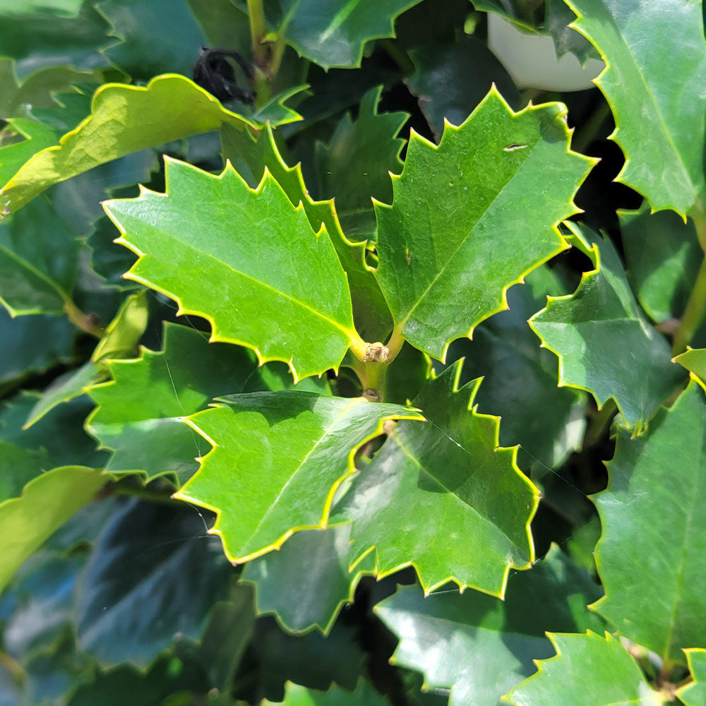 Monarch Holly