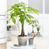 Money Tree