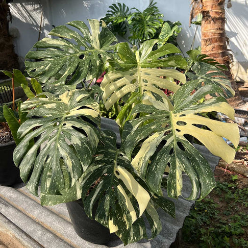 Monstera Thai Constellation