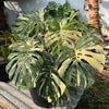 Monstera Thai Constellation