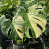 Monstera Thai Constellation
