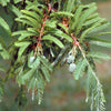 Montezuma Cypress Tree