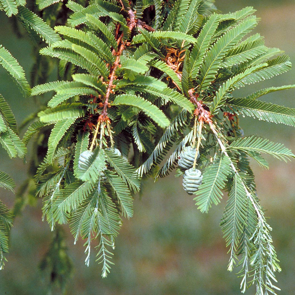 Montezuma Cypress Tree