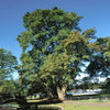 Montezuma Cypress Tree