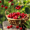 Montmorency Cherry