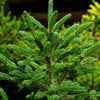 Montrose Charm White Spruce Tree