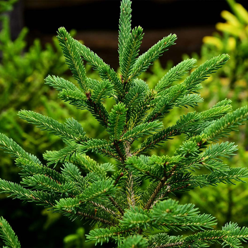 Montrose Charm White Spruce Tree