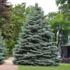 Montrose Charm White Spruce Tree