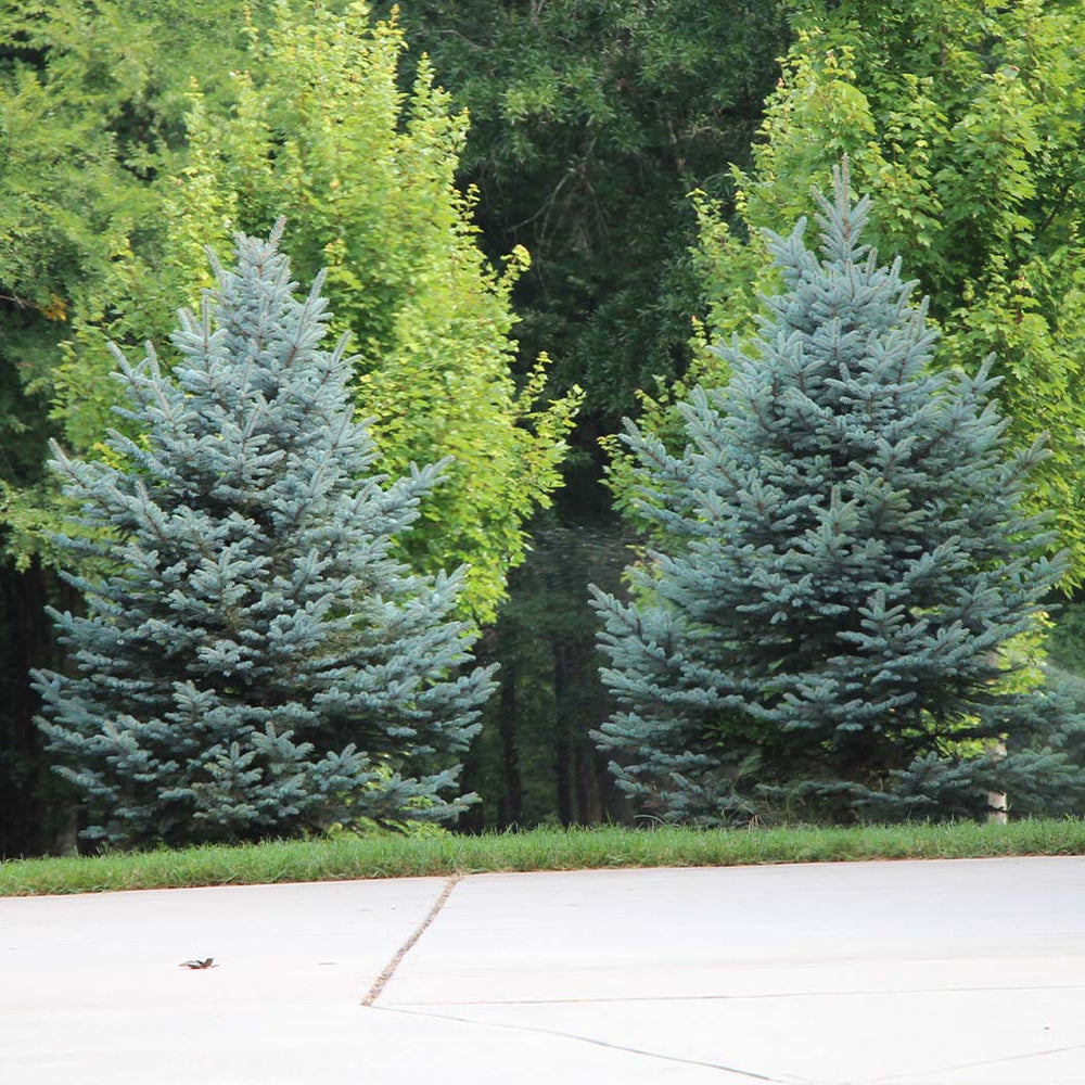 Montrose Charm White Spruce Tree