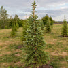 Montrose Charm White Spruce Tree