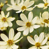 Moonbeam Coreopsis Plant