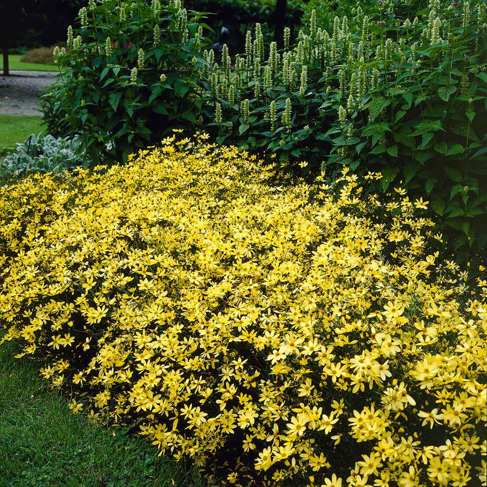 Moonbeam Coreopsis Plant